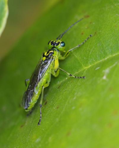 Réf. 228 444 : Rhogogaster chlorosoma